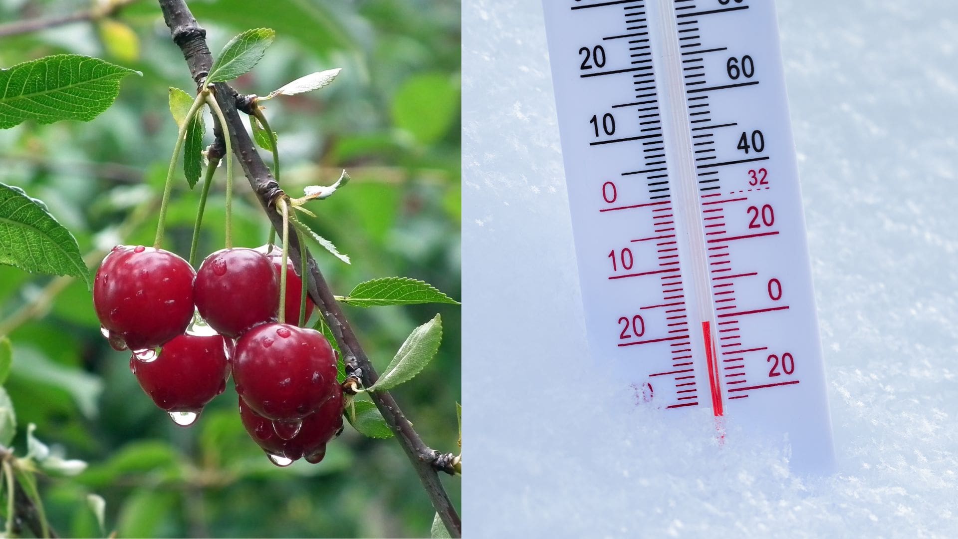 čerešne a teplomer