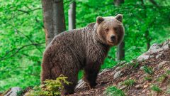 Medveď hnedý v lese.
