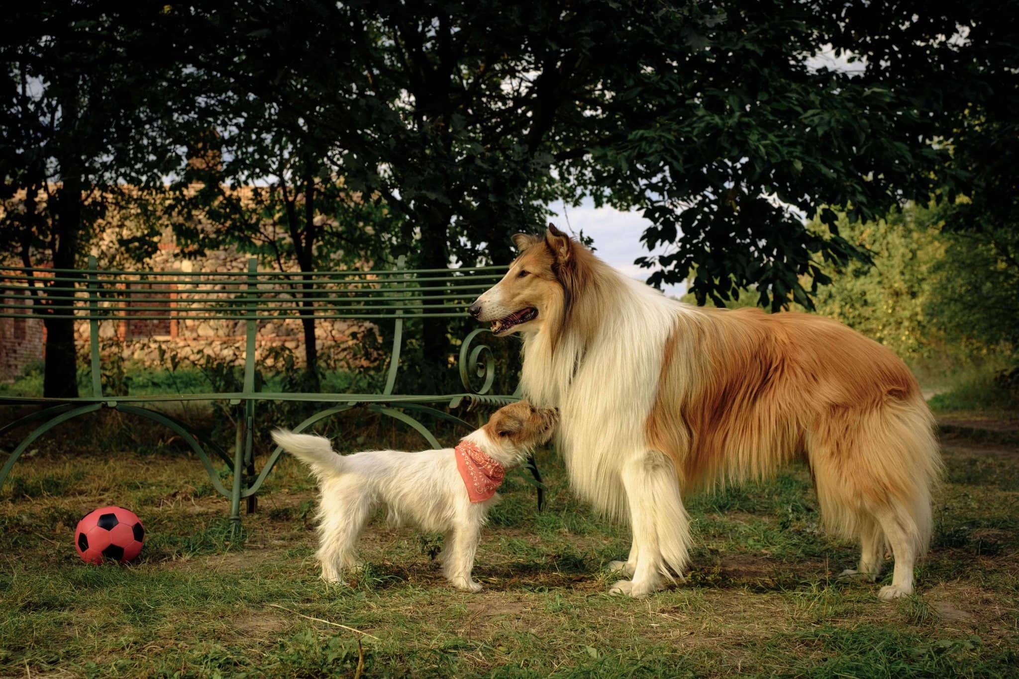 Lassie 2