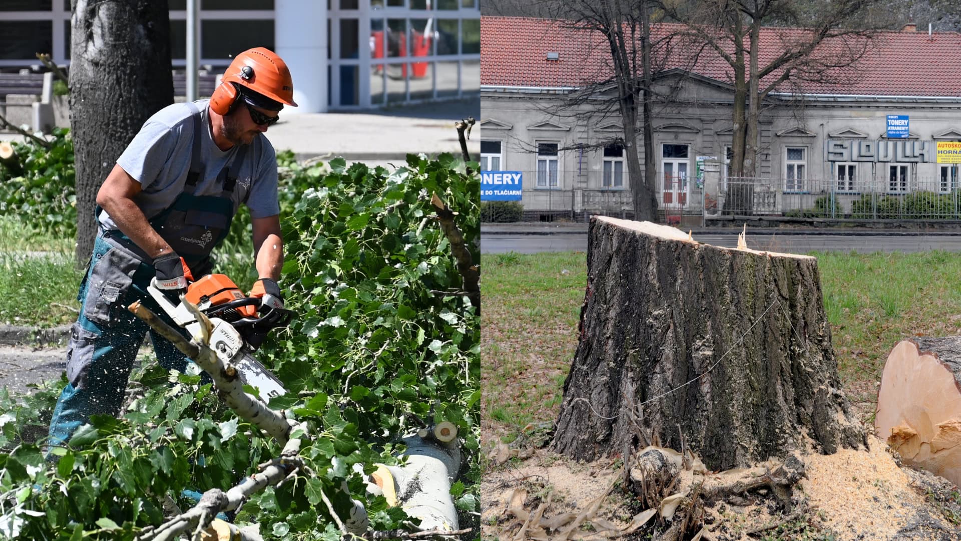 pílenie stromu