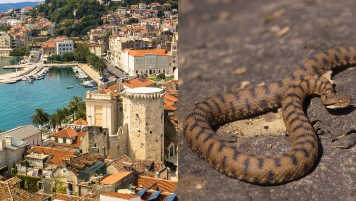 V Chorvátsku na ľudí útočia jedovaté hady. Obyvatelia končia v nemocniciach, odborníci varujú