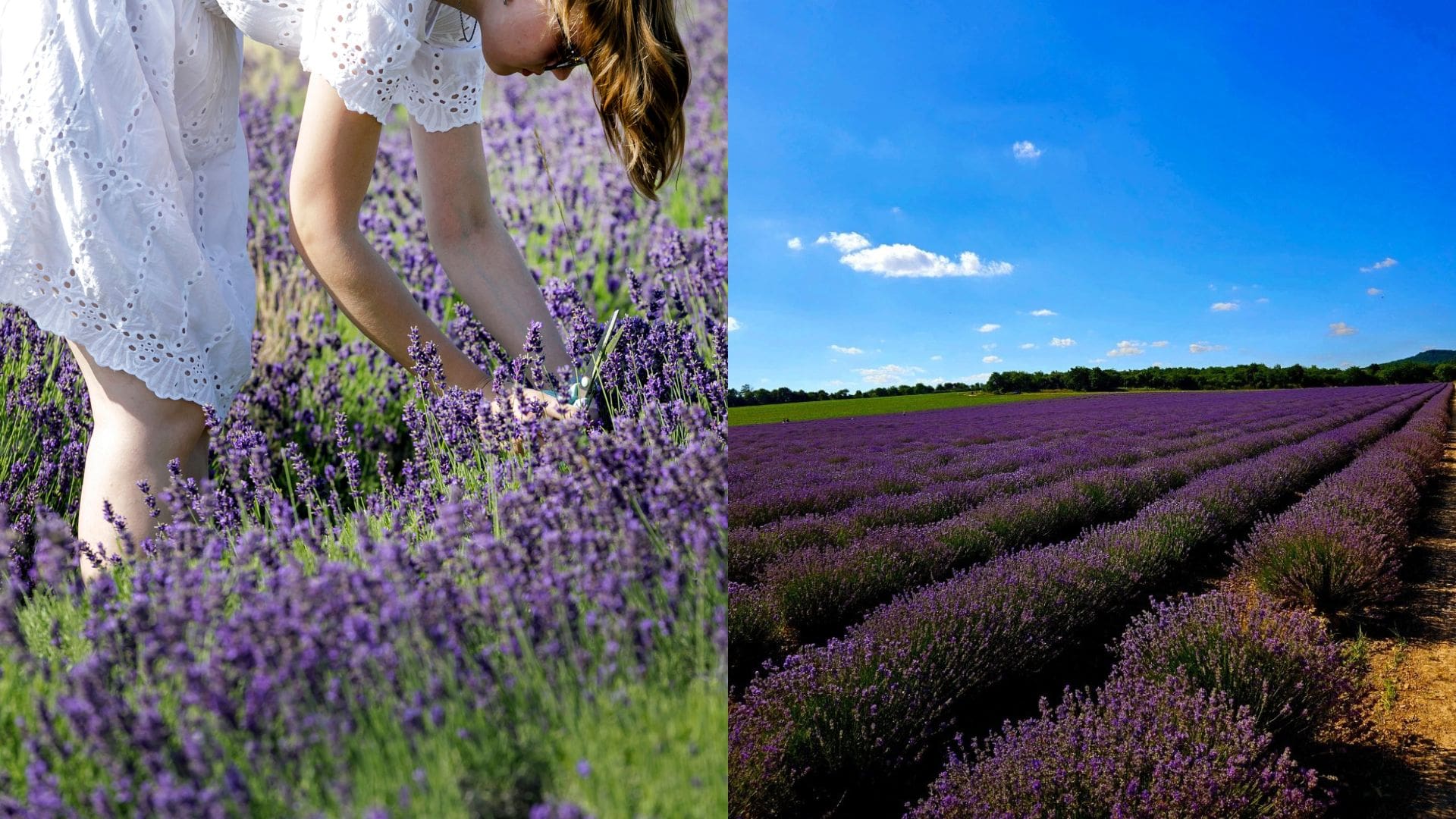 levandule levanduľa zber