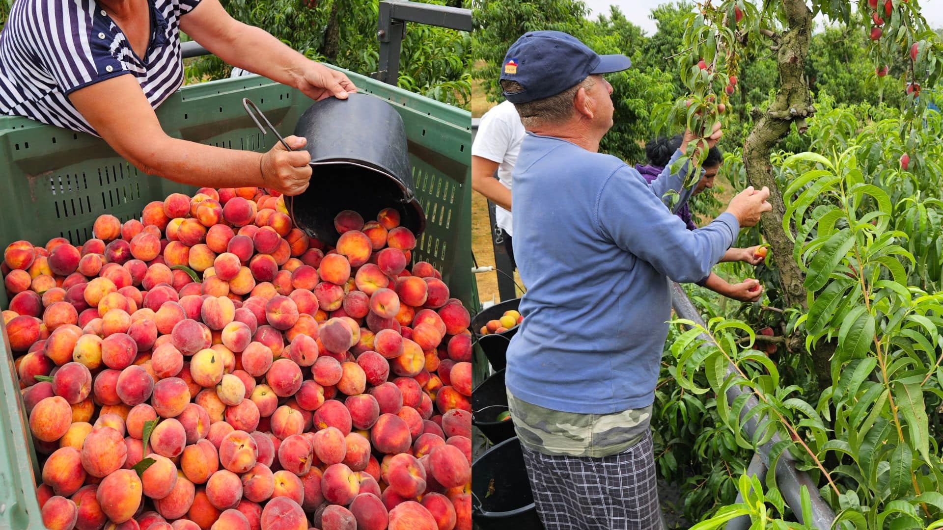Ľudia zbieraj=u broskyne v sade.