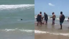 útok žraloka texas