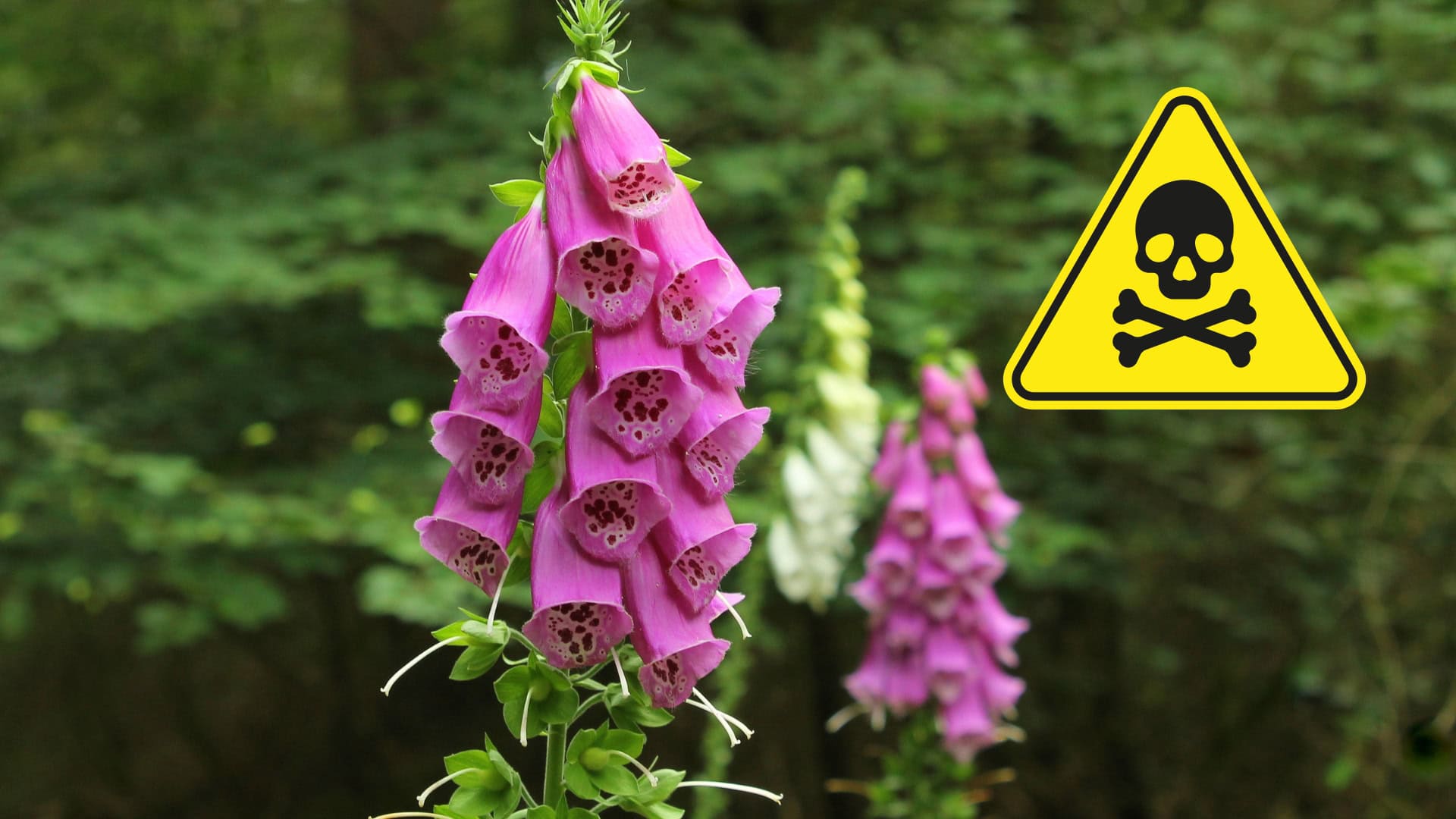 náprstník červený