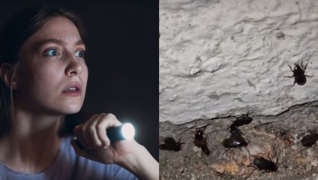 chrobáky Bratislava