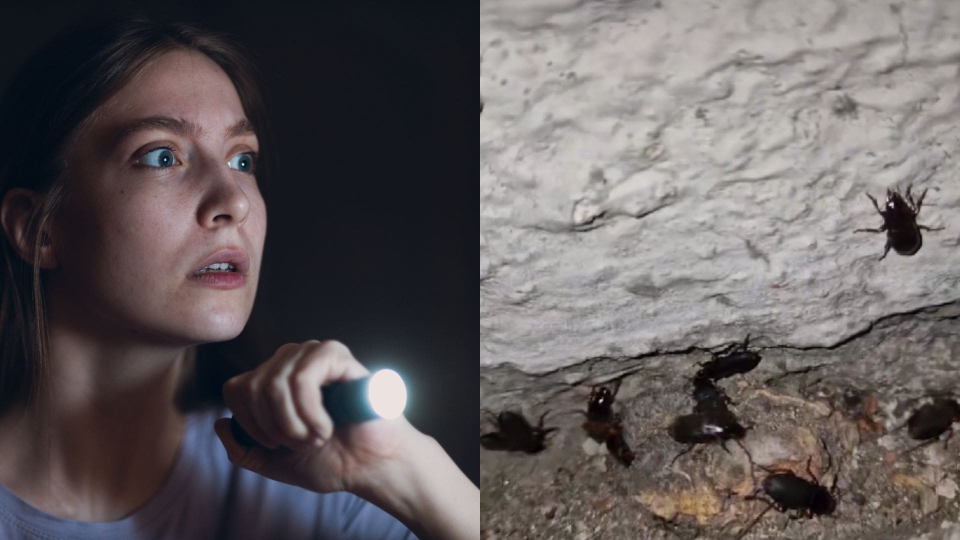 chrobáky Bratislava