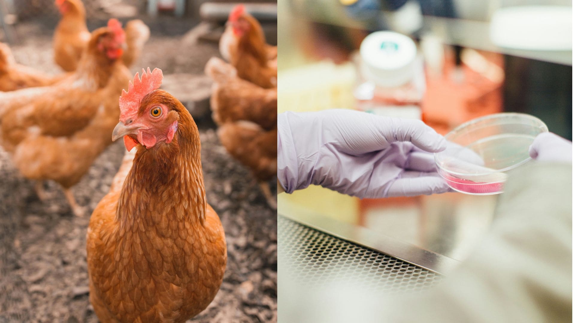 sliepka, laboratórium