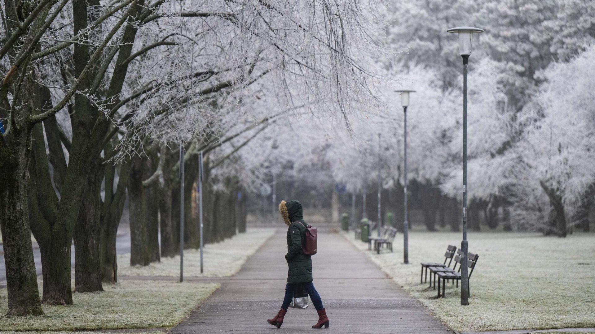 počasie, zima, námraza