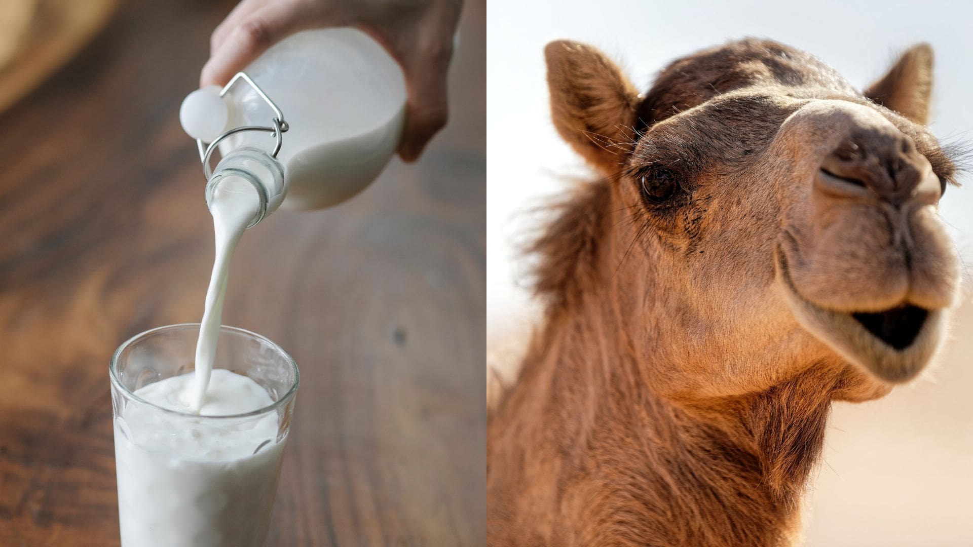 ťava, mlieko, ťavie mlieko
