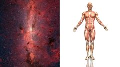 Ľudské telo, mliečna cesta