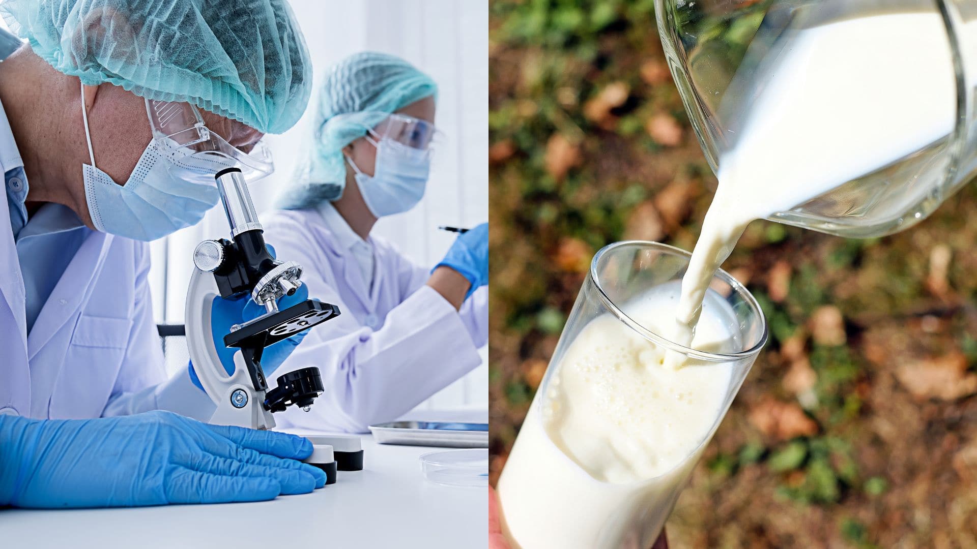 výskum, vedci, mlieko