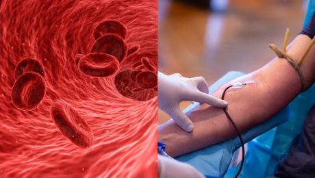 krv, bunky, darovanie krvi