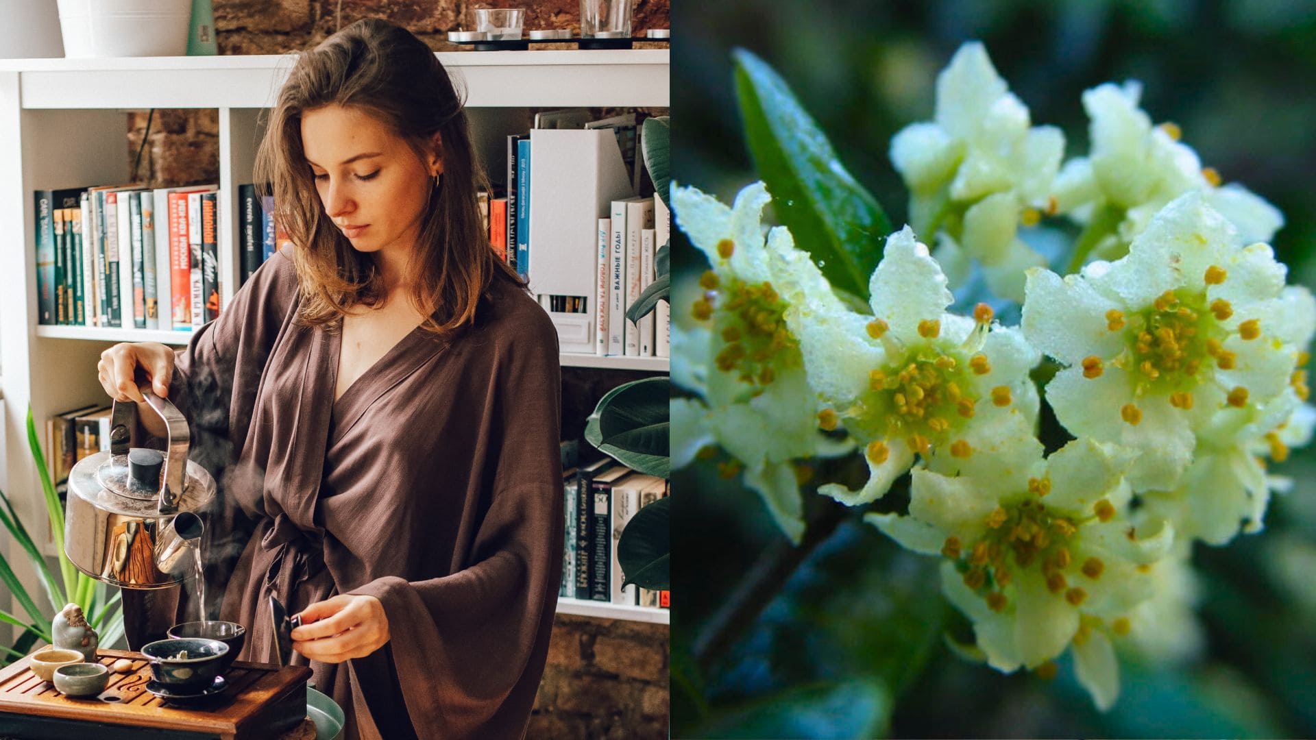 boldovník, čaj, žena