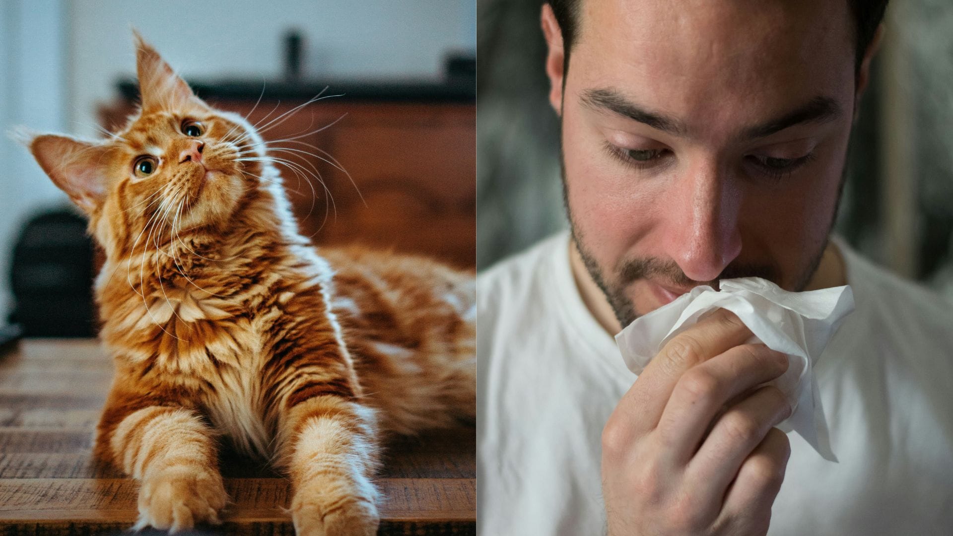 mačka, chrípka, muž, smrkanie