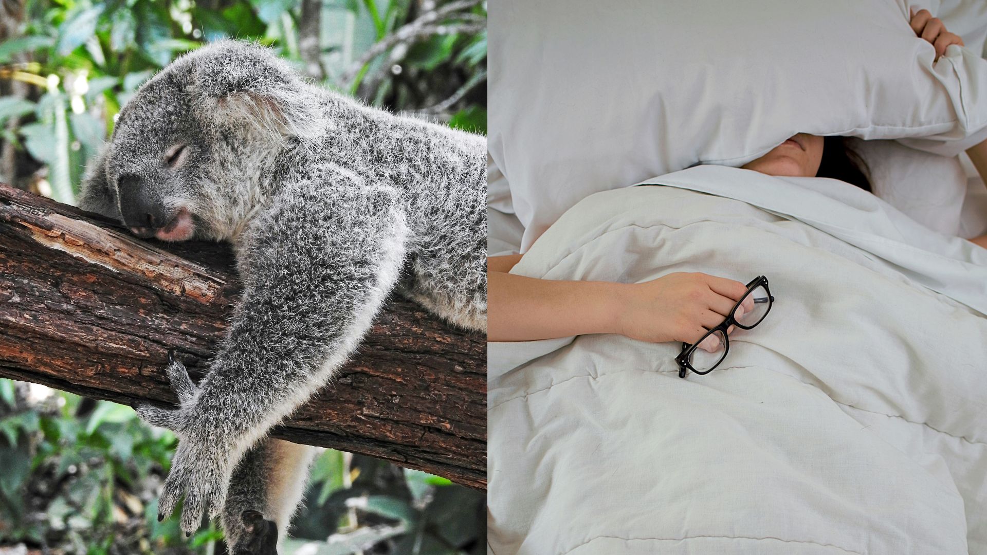Koala, spánok