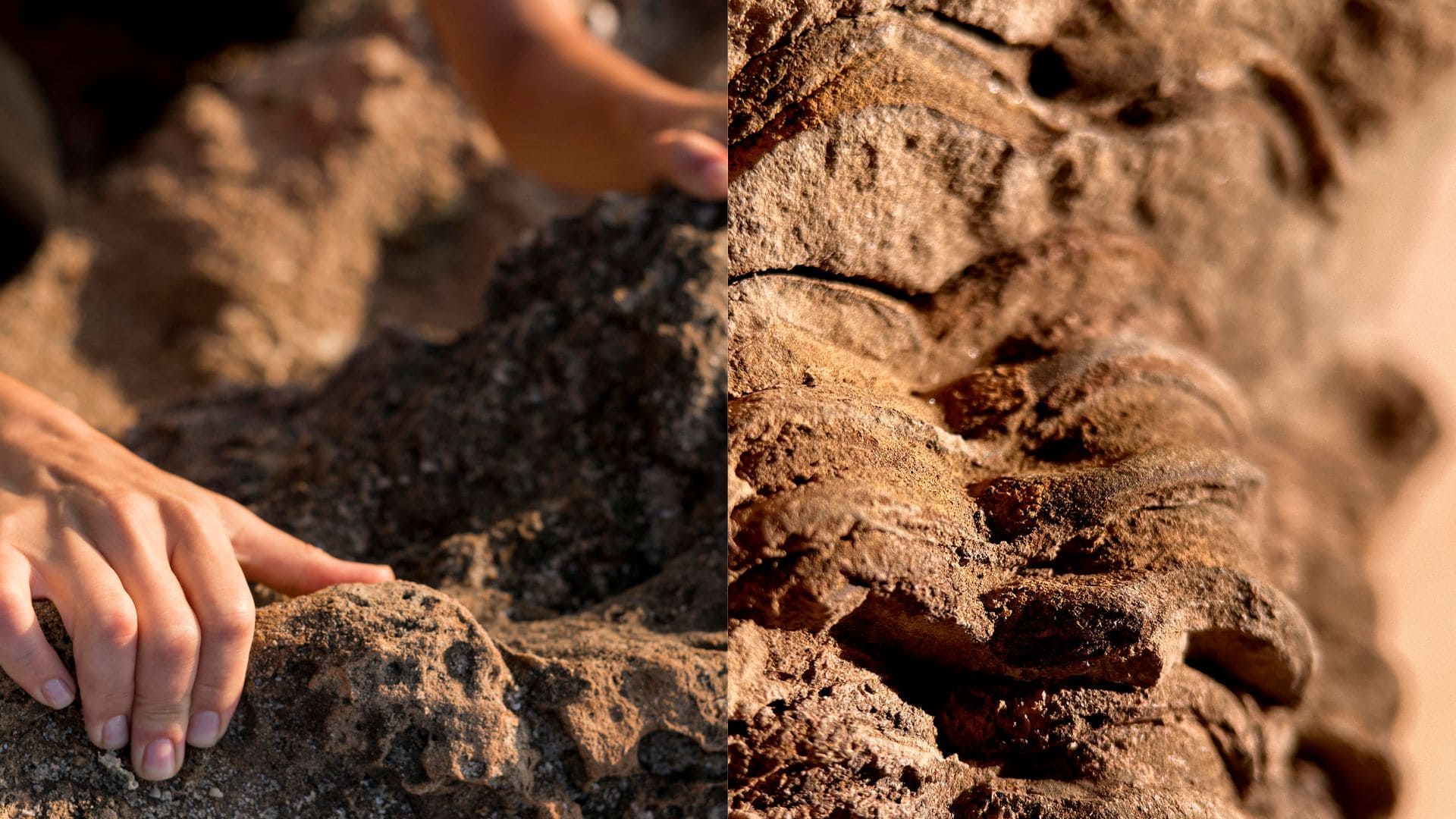 archeologia, paleontologia