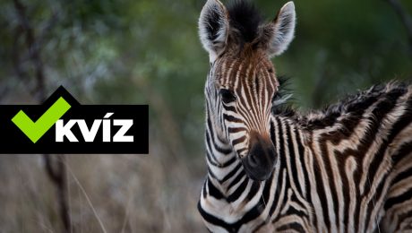 kvíz zvieratá. zebra