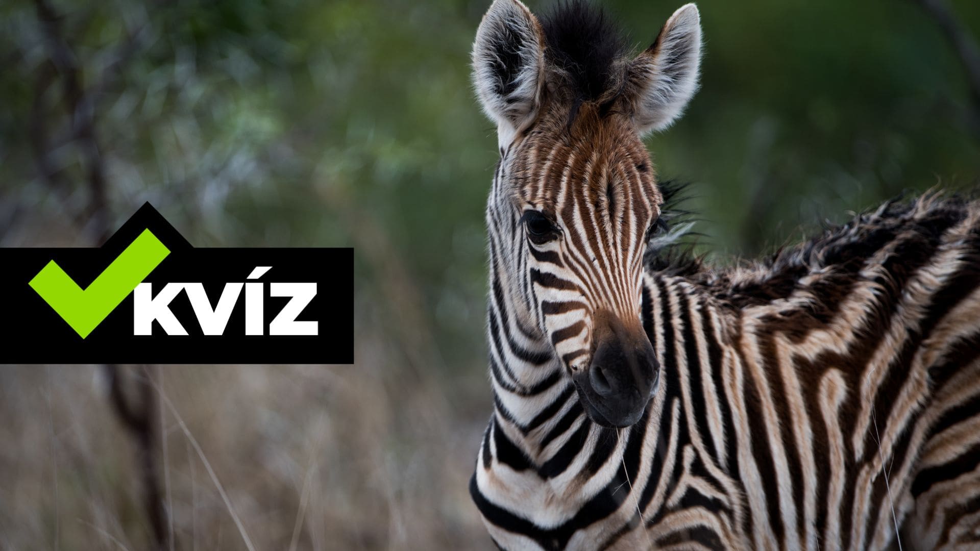 kvíz zvieratá. zebra