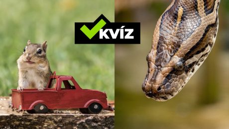 KVÍZ: Zvieracie rekordy