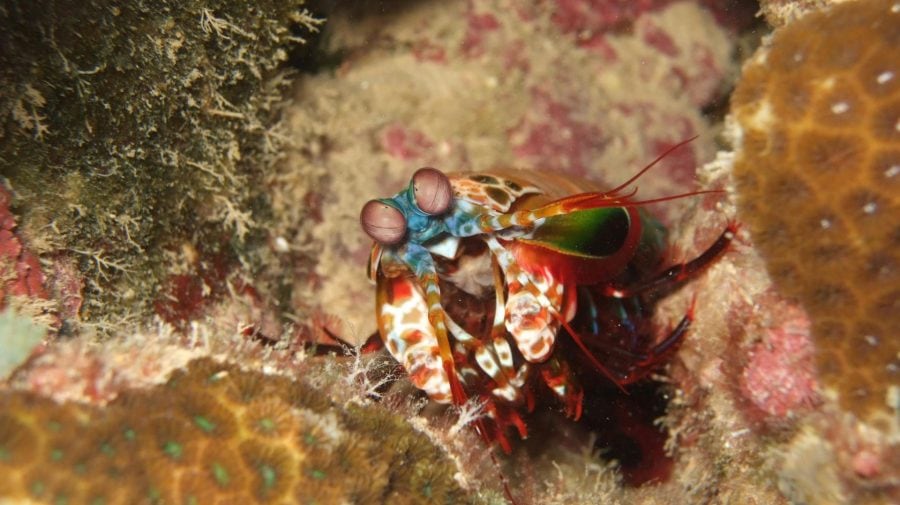 Kreveta, Mantis Shrimp
