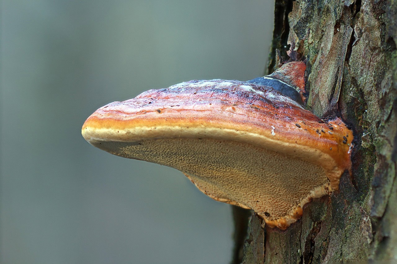pixabay_reishi mushroom-6883872_1280