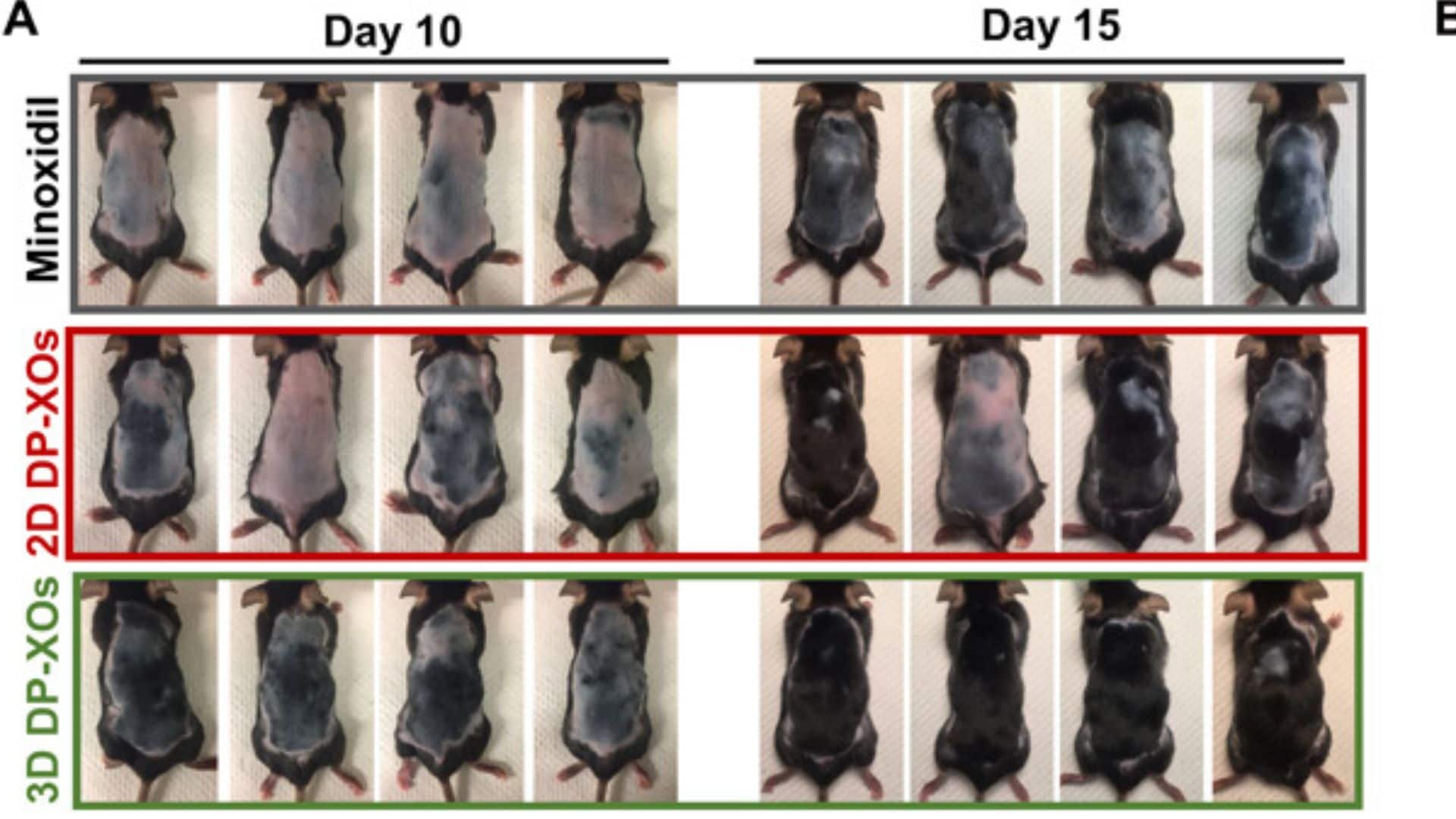 štúdia, myši, plešatenie