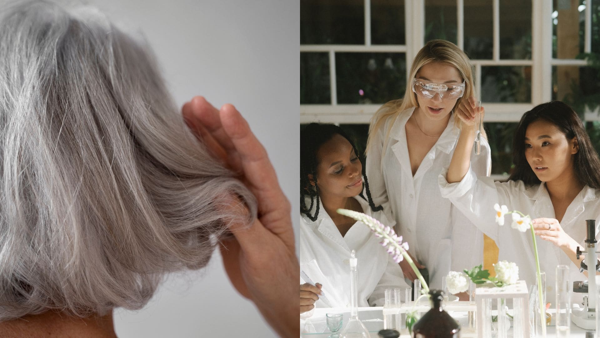 šediny, výskum, experiment