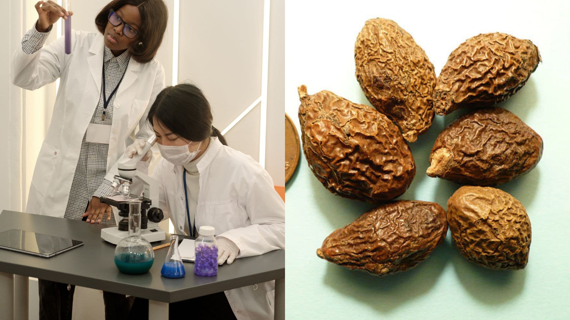 Orech z tradičnej čínskej medicíny spôsobil prelom vo vedeckej oblasti.