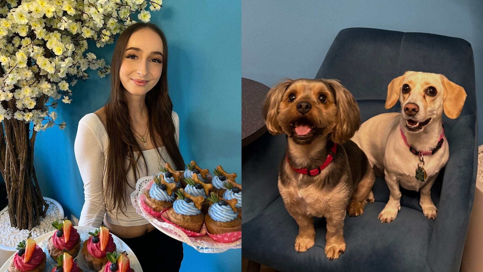 Kaviareň a psia škôlka