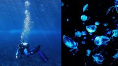 ocean, more, meduzy, potapac