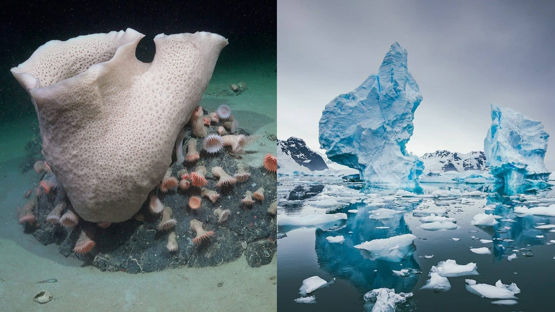 antarktída, veľká špongia