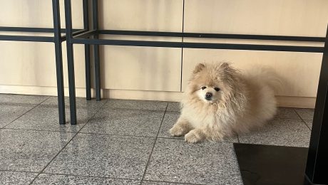 kaviareň múza v šálke