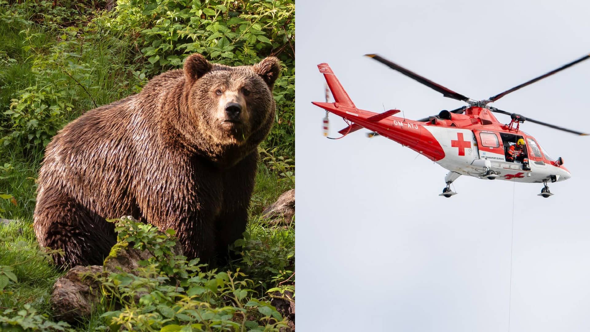 medveď, vrtuľník