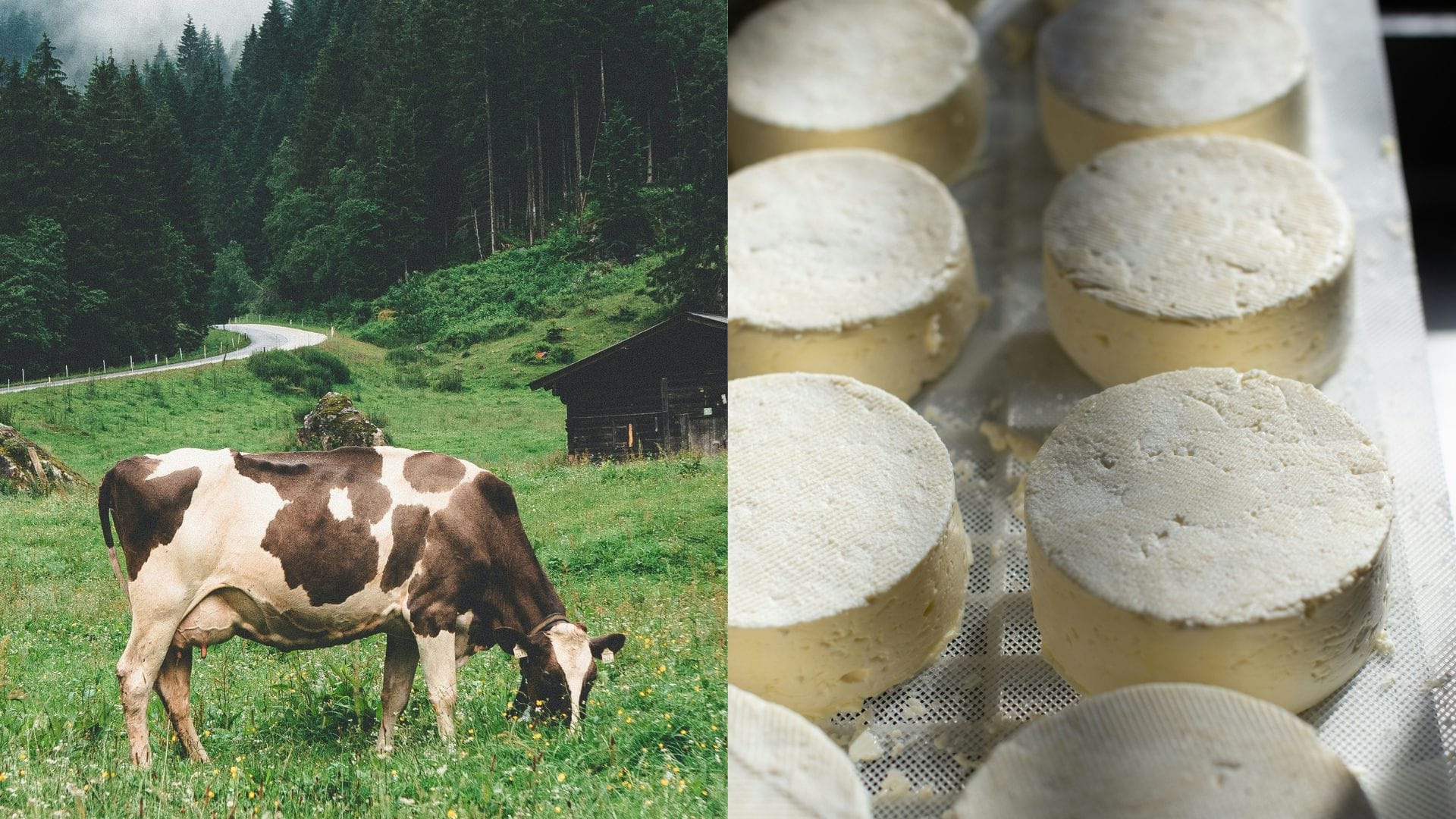 syry, vidiek, farma, mliečne produkty, dairy