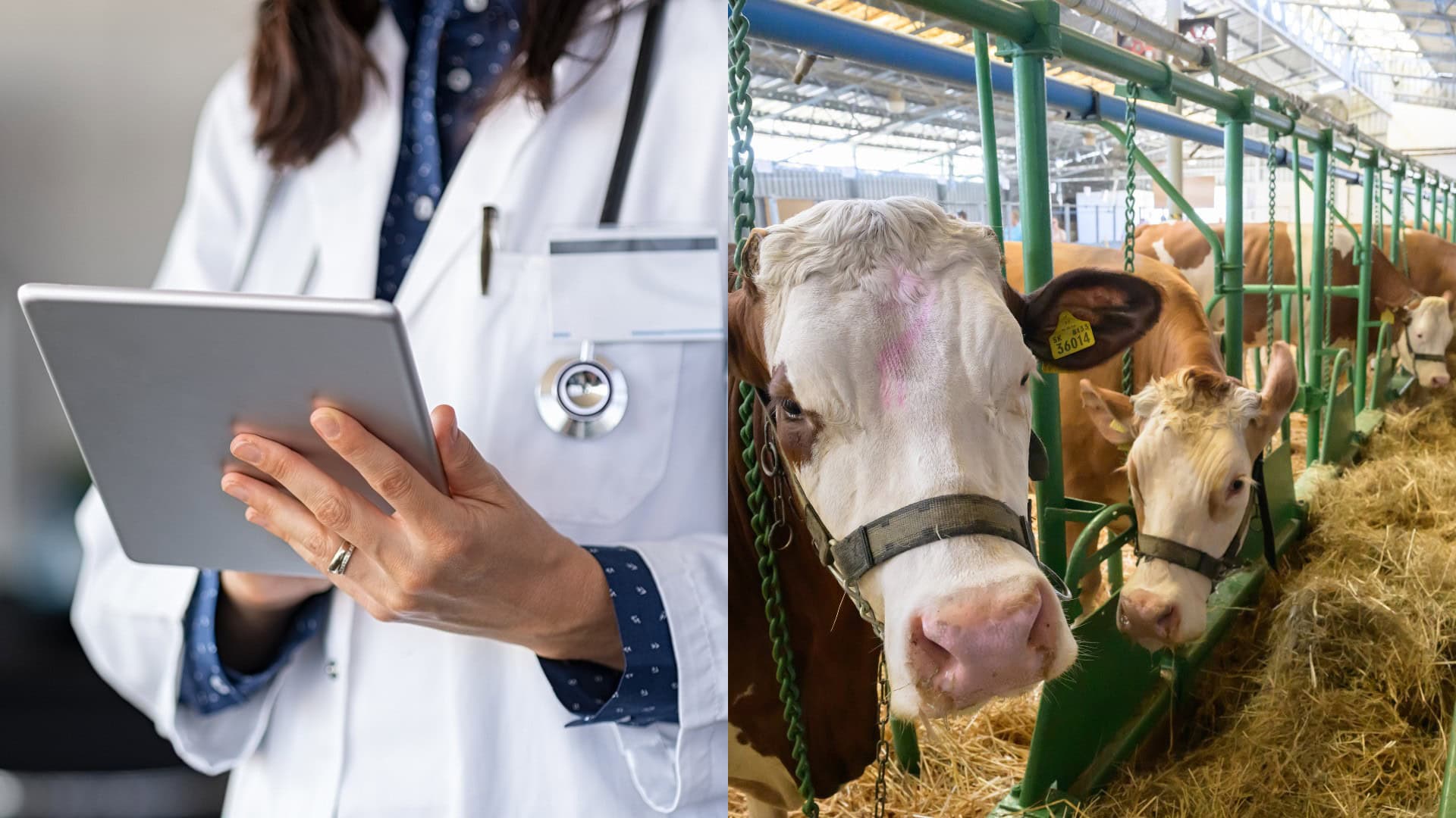 Štát zavádza prísne opatrenia na zamedzenie šírenia slintačky a krívačky