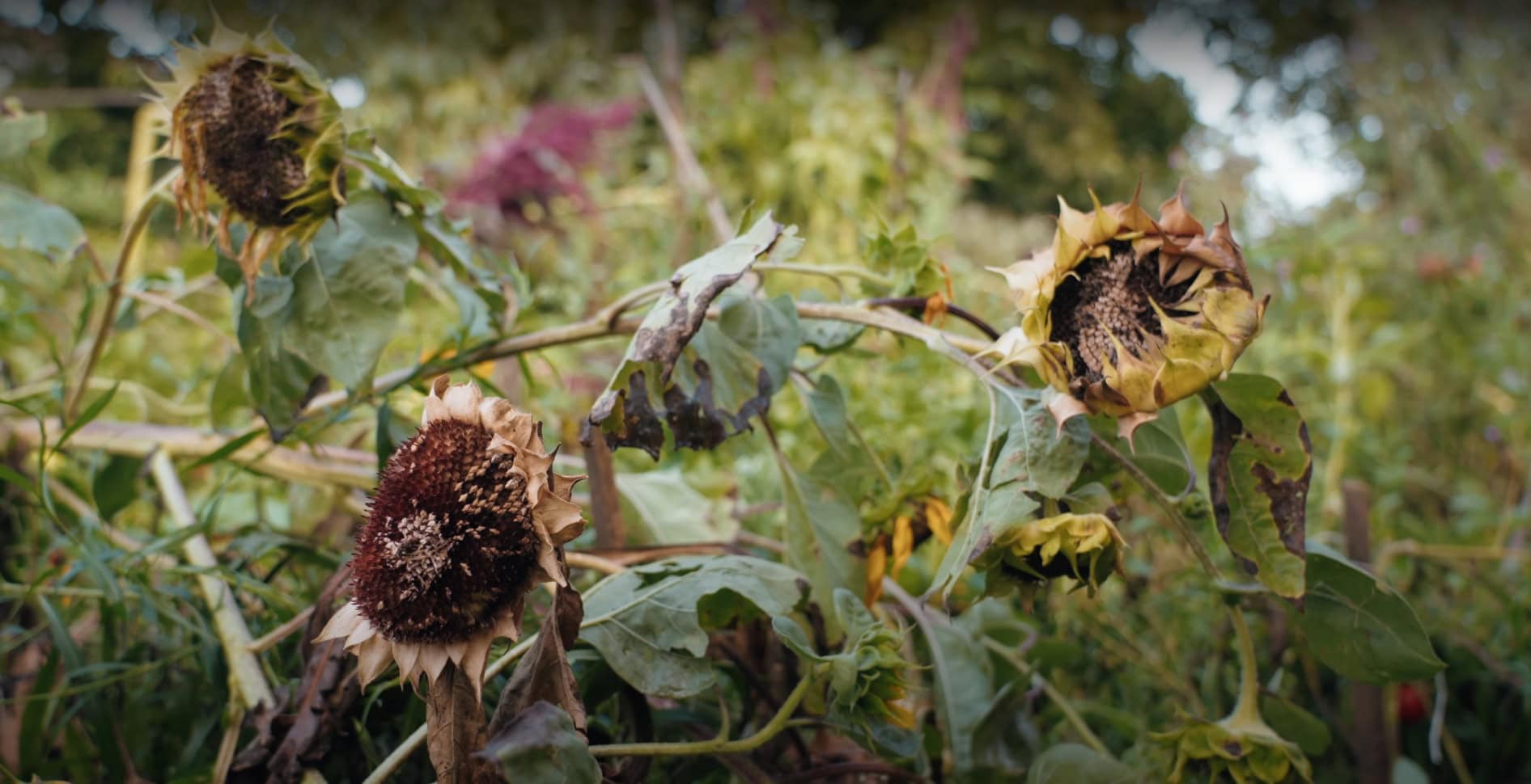 Dokument_pátra_aj_po_zdrojoch_maliarových_inšpirácií_GOOD_BOY_from_Slovakia