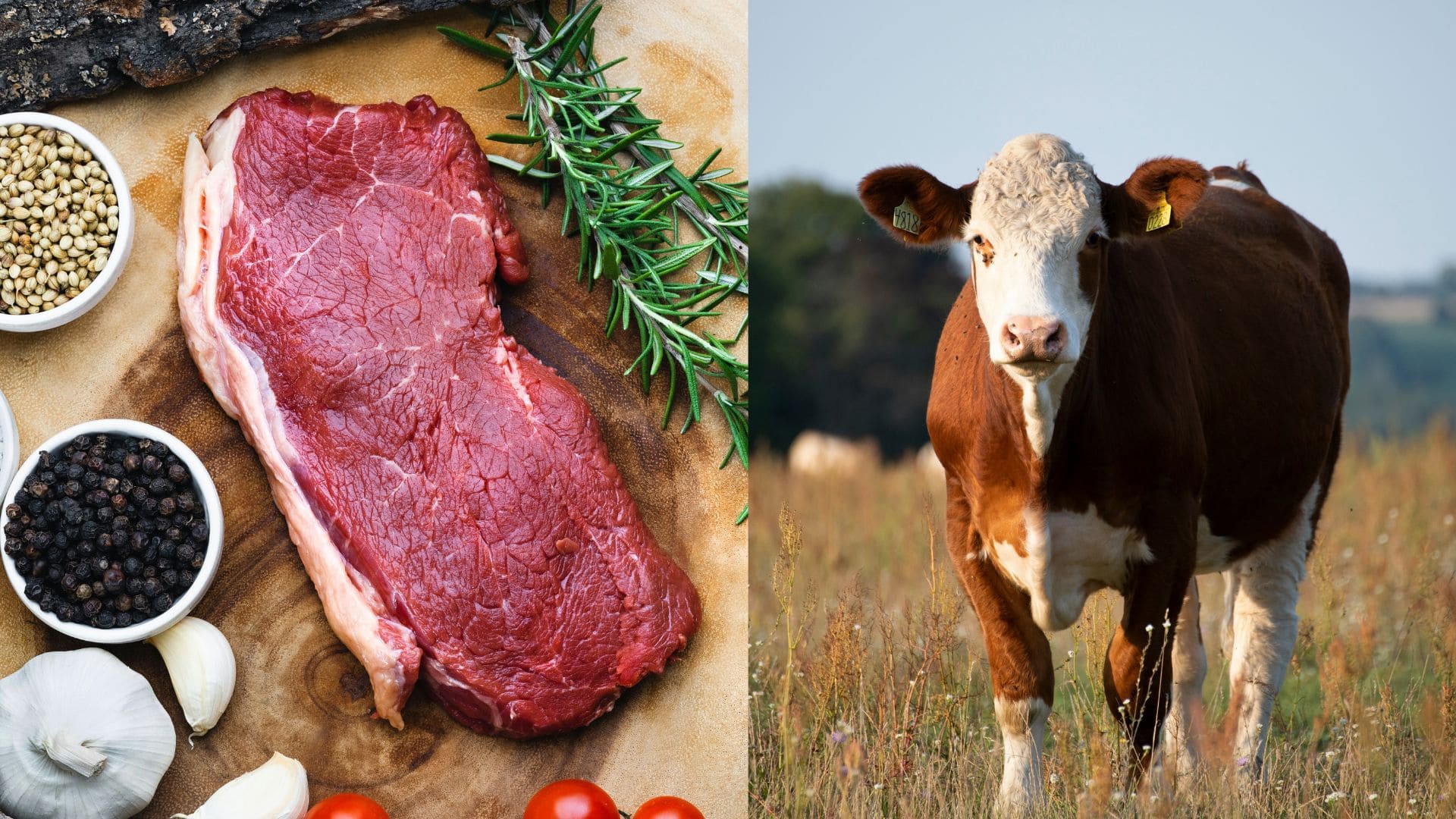 mäso, živočíšne