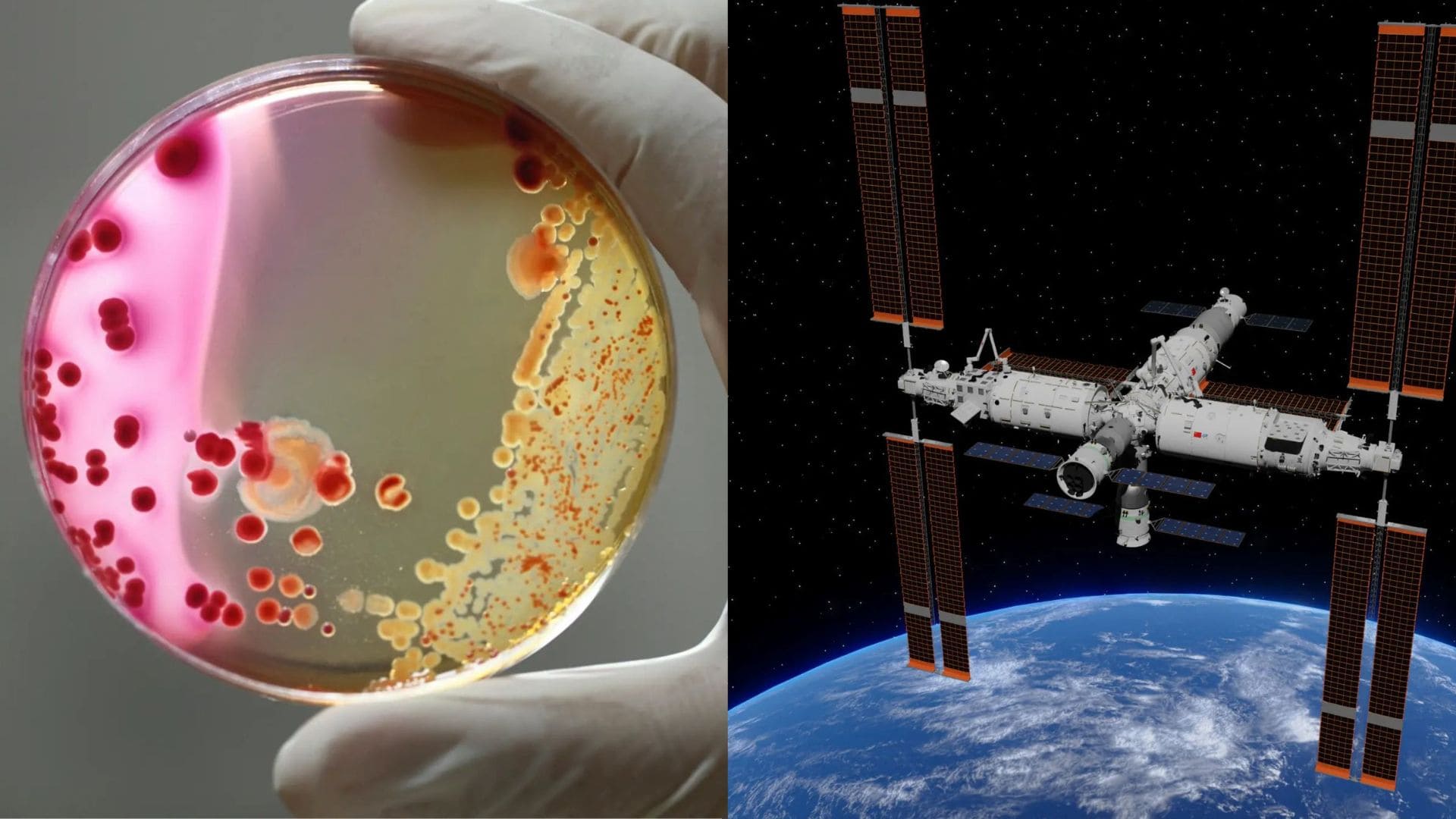 Na čínskej vesmírnej stanici Tiangong objavili nový kmeň baktérií