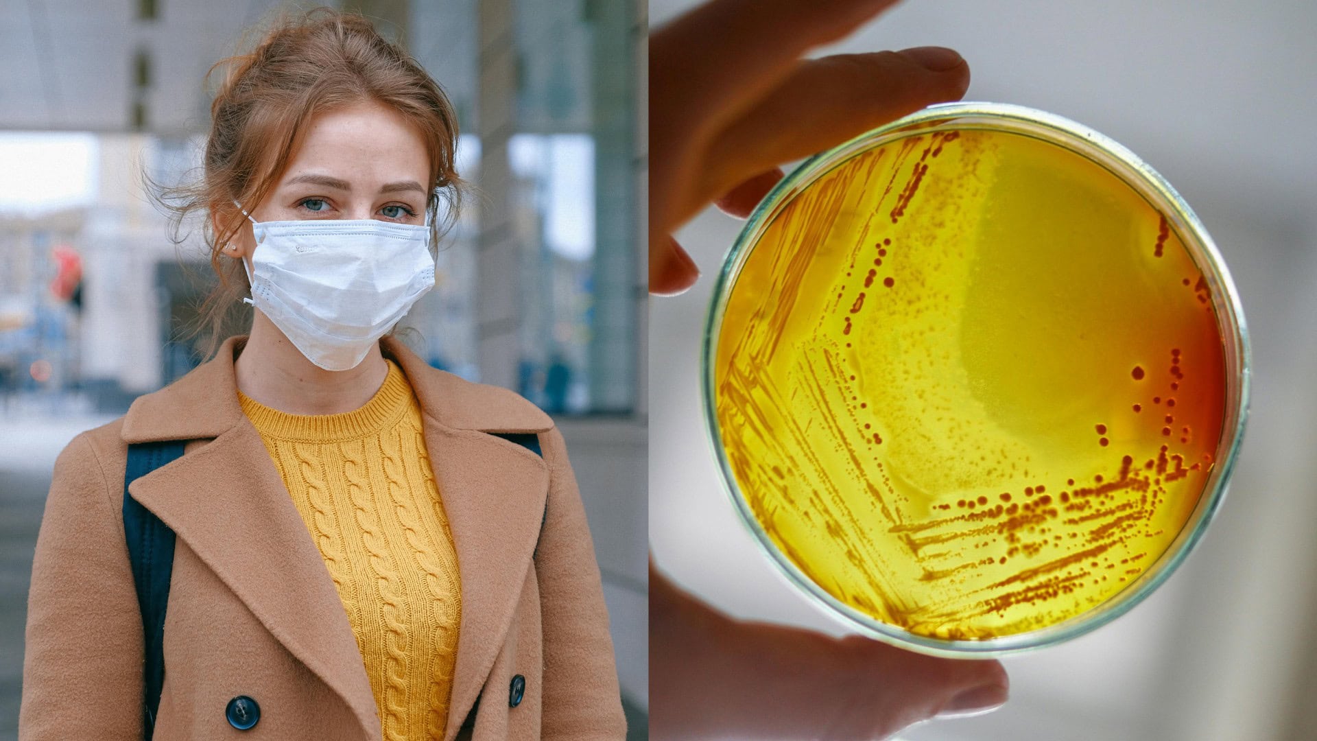 na snimke je bakteria, mor, chripka