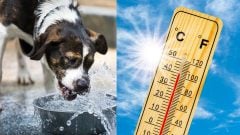 42,2 °C prvýkrát v histórii. Slovensko prepisuje rekordy, meteorológovia vydali nové varovania