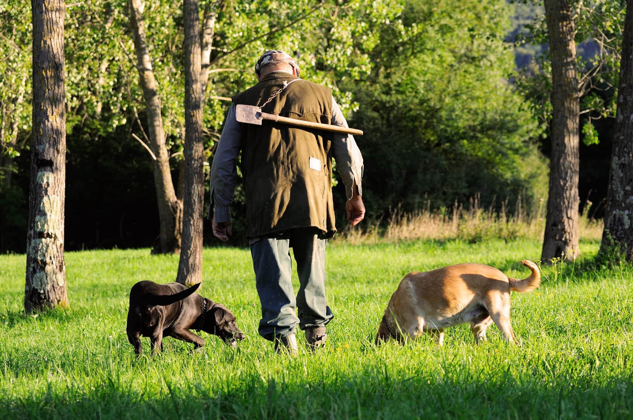 Hľadanie hľuzoviek na Istrii