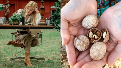 vlašské orechy, orechy, myseľ