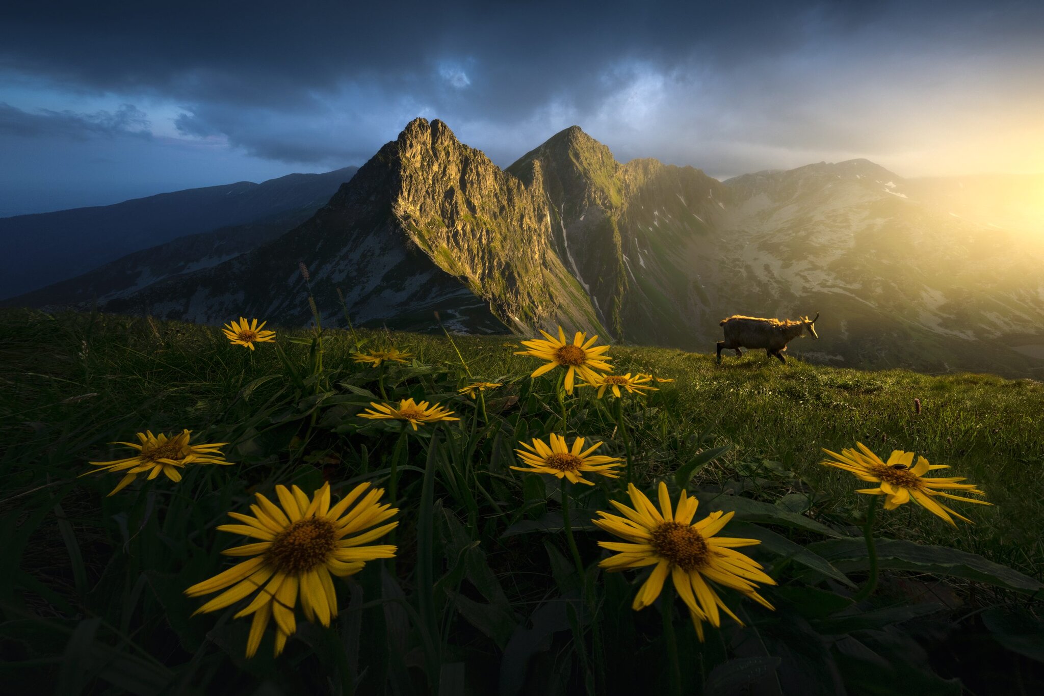 Filip Hrebenda , Kamzik