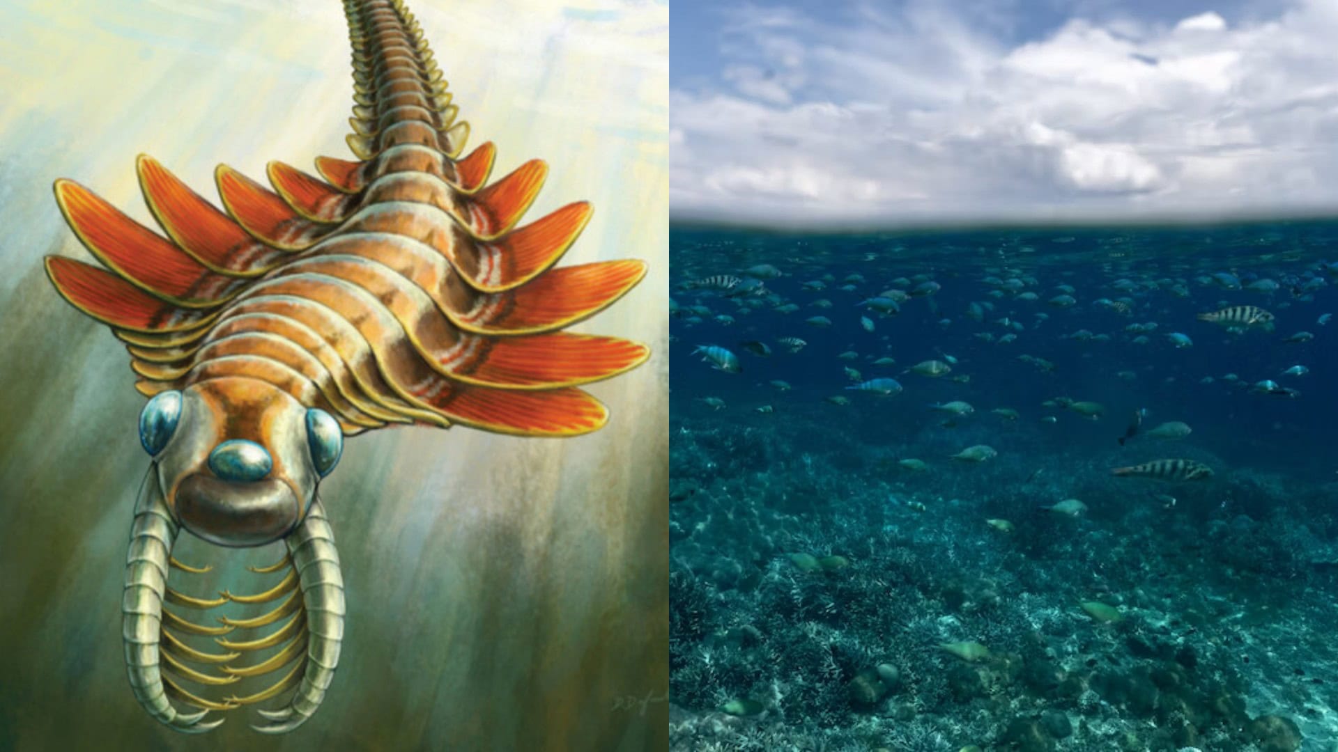 Mosura fentoni, oceán