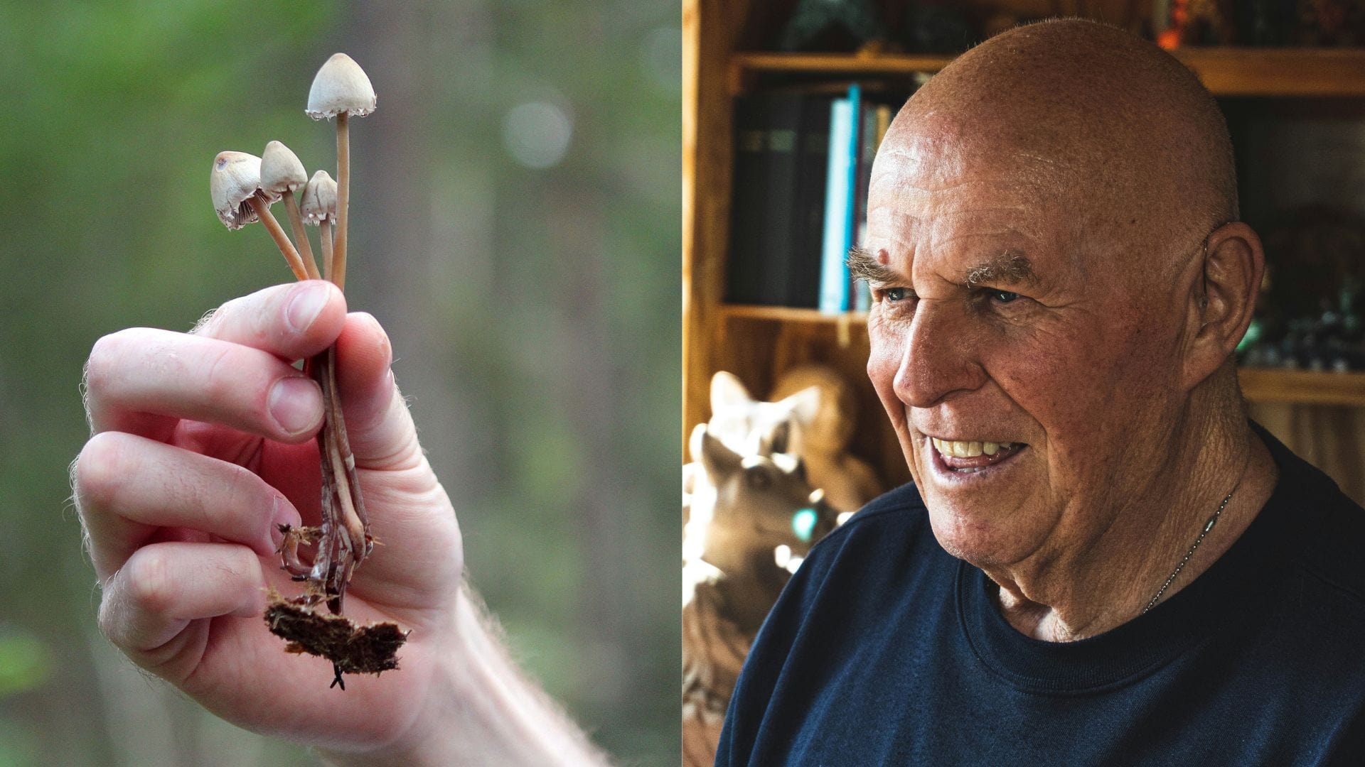 lisohlávky, parkinson