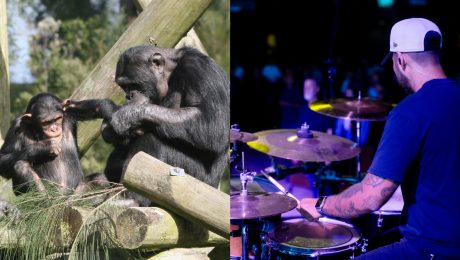 šimpanz, bubny, muž