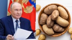Vladimir Putin a zemiaky