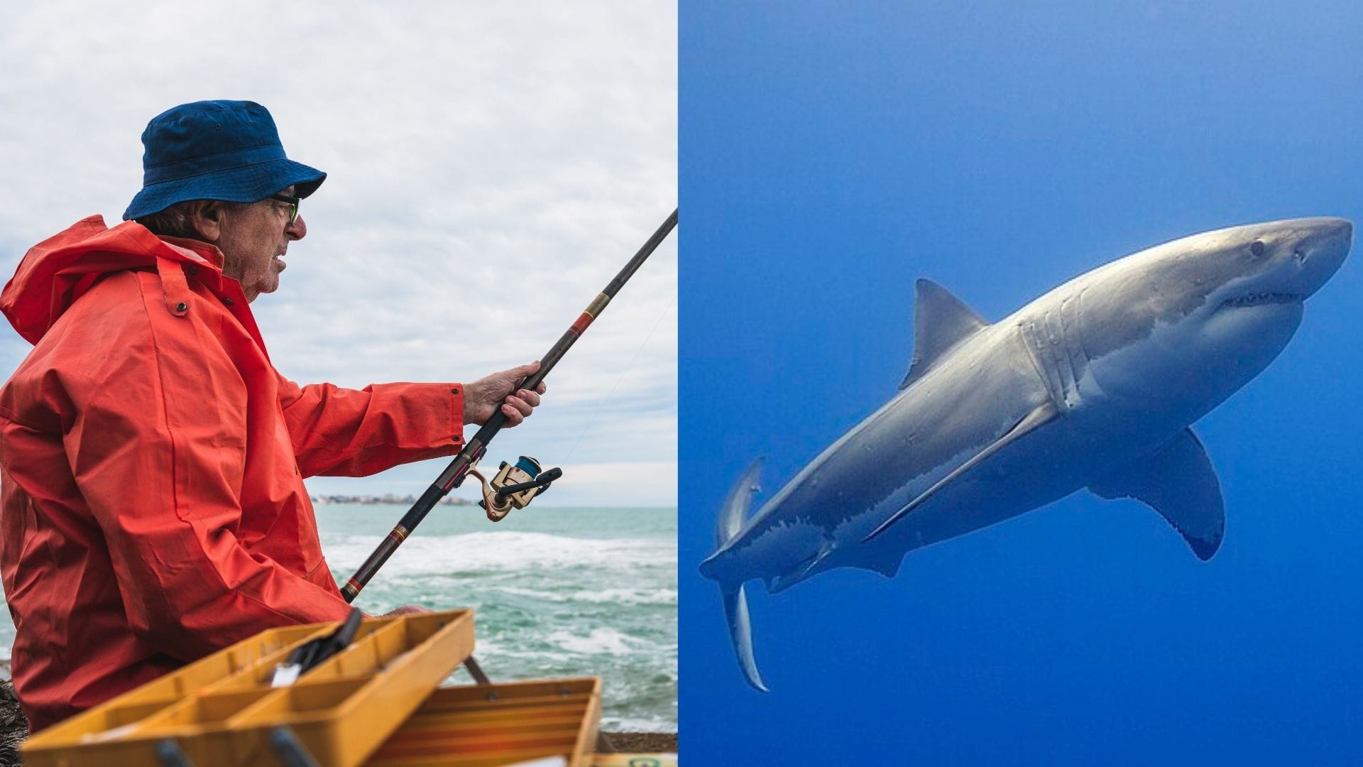 pri Jadrane objavili žraloka bieleho