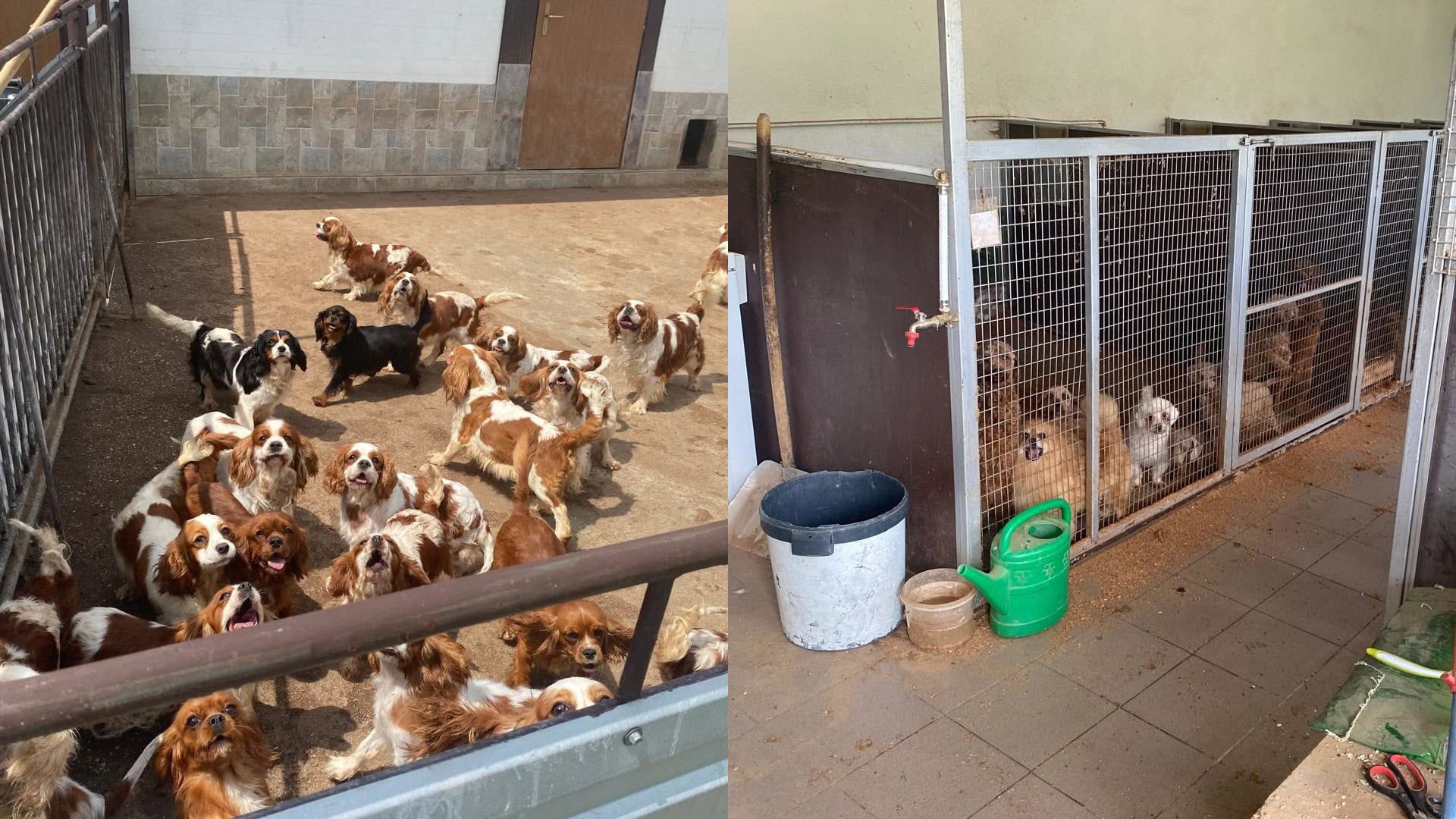 nelegálny chov psov